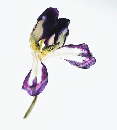 紫色和白色花瓣的花